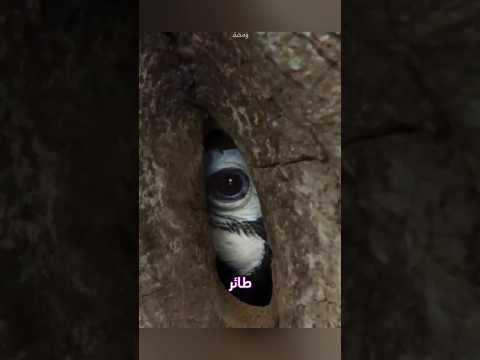 هل سمعت عن الطائر الذي ي غلق على نفسه بالشجرة