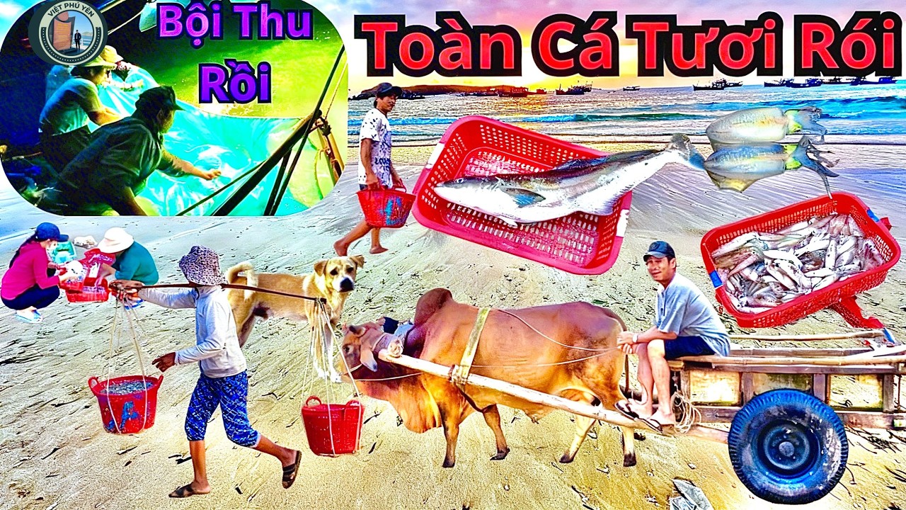 Đã mắt cảnh xúc cá cơm tươi rói - Đặc sản biển vừa cập bến sáng nay.