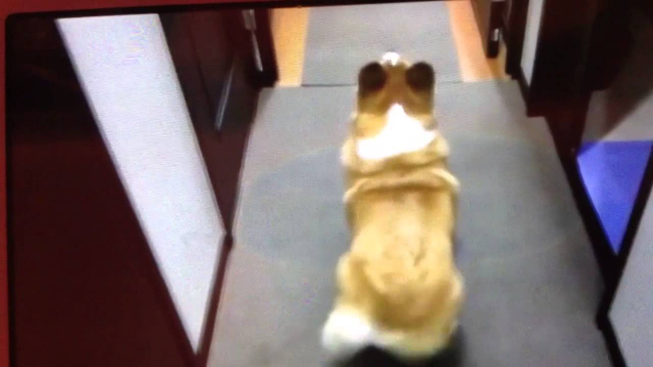 Dogs twerking vine video amv YouTube