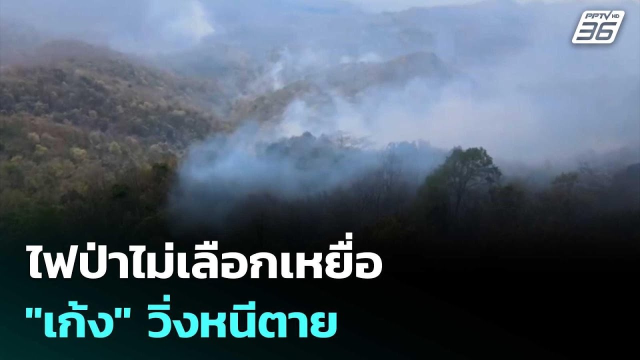 ไฟป่าไม่เลือกเหยื่อ "เก้ง" วิ่งหนีตาย - ไข่นกยูงอยู่ในจุดเสี่ยง | เที่ยงทันข่าว | 2 เม.ย. 69