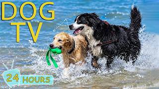 DOG TV: Videos to Prevent Boredom for Dogs Home Alone All Day - Entertain Music for Dogs screenshot 1