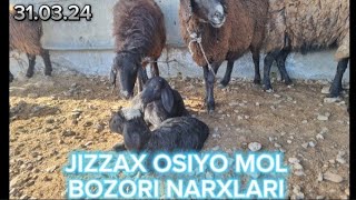 JIZZAX OSIYO MOL QO'Y BOZORI NARXLARI ЖИЗЗАХ ЧОРВА МОЛ БОЗОРИ НАРХЛАРИ 31.03.24 #жиззах #ozod