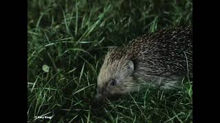 Go WILD For Hedgehogs @PTESwildlifevideos
