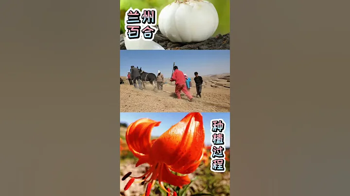 甘肃兰州榆中北山百合 - 天天要闻