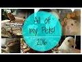 ALL OF MY PETS! | Cgpets101