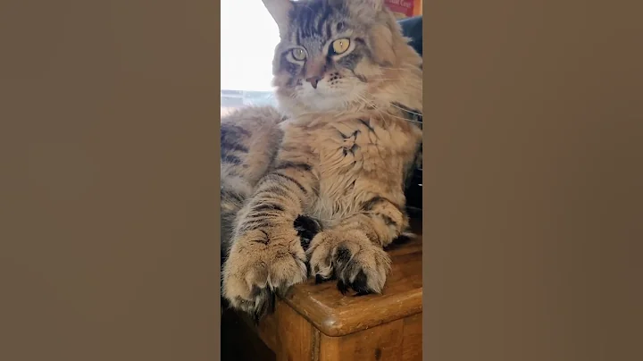 Watch the video about Paws & Whiskers #mainecoon #cat #vlog #viral #trending #youtubeshorts #shortsfeed #cute #shorts