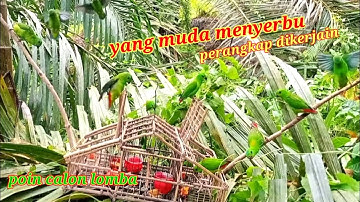 DI SEMAK-SEMAK MENJEBAK BURUNG SERINDIT DAPAT POIN SERINDIT MUDA !! BIRD TRAP