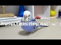 【初・爪切り】全力で拒否するインコを説得して、爪切りに行ってきました