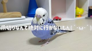 【初・爪切り】全力で拒否するインコを説得して、爪切りに行ってきました