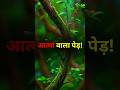 अमेज़न का आत्मा वाला पेड़! The Spirit Tree of the Amazon! #shorts #short #amazonrainforest