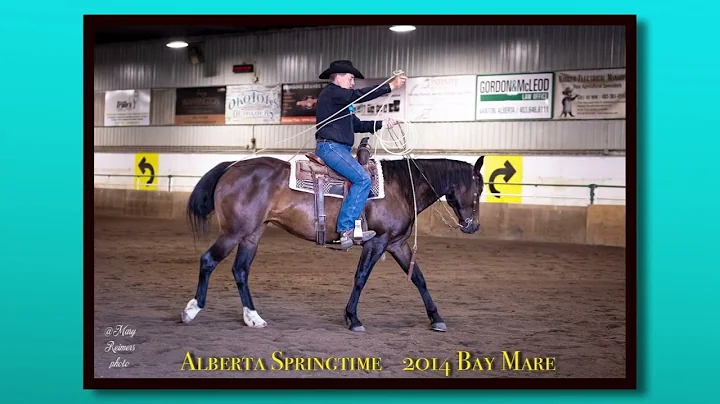 Alberta Springtime  2014 Bay Mare