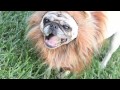 Смешные видео про мопсов pug videos funny