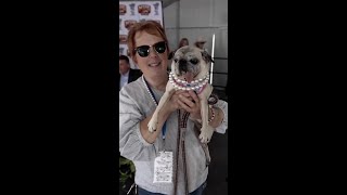 Jinny Lu is crowned the World's Ugliest Dog