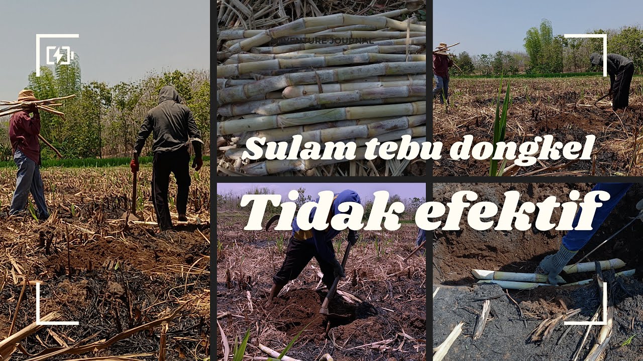 Sulam tebu anti gagal