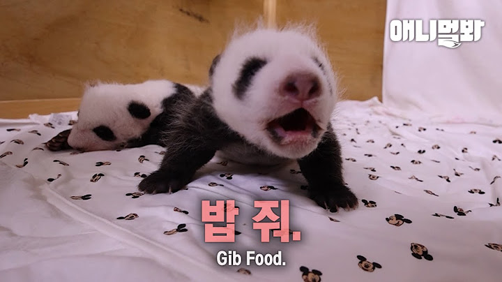 갓 태어난 동생바오가 알려주는 증량 꿀팁ㅋㅣTips From Younger Bao On Putting On Weight LOL