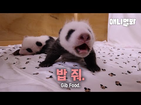 갓 태어난 동생바오가 알려주는 증량 꿀팁ㅋㅣTips <strong>From</strong> Younger Bao On Putting On Weight <strong>LOL</strong>