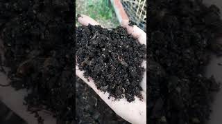 My Humanure Garden Experiment
