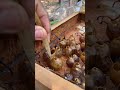 Stingless Bees Make Honey Pots Instead of Hives 🤯