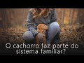 Seu cachorro faz parte da família? | Constelação Familiar na Prática #09