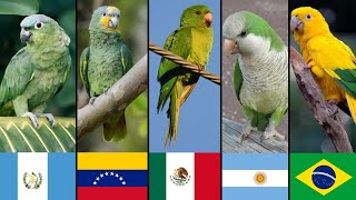 DESCUBRE que LORO representa TU PAÍS  | Encuentra Tu Bandera en estos Loros