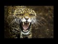 Rugido de jaguar