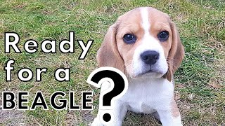 Are you ready for a Beagle Puppy? 5 Questions to ask yourself