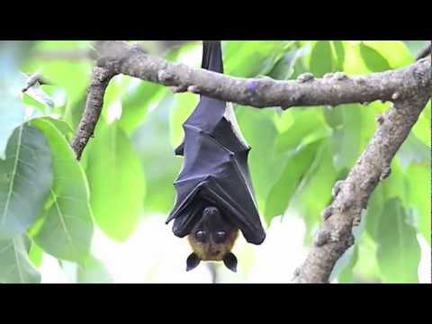 True Facts About The Fruit Bat