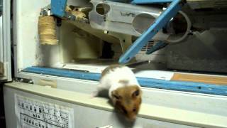 Golden Hamster Full Hd 720P