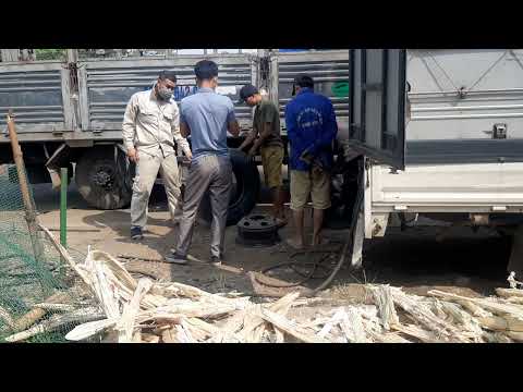 Handling tubes for pig trucks Sử lý săm cho xe chở lợn     Nhân Vlogs
