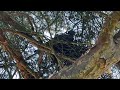 Pigeon breeding Nest Pine Tree - Taube brütet - Nest in KiefernBaum Part 2