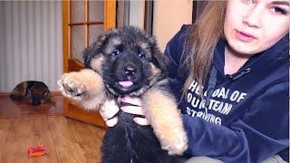 Cute beautiful puppies of a German shepherd 1.5 months. Odessa.