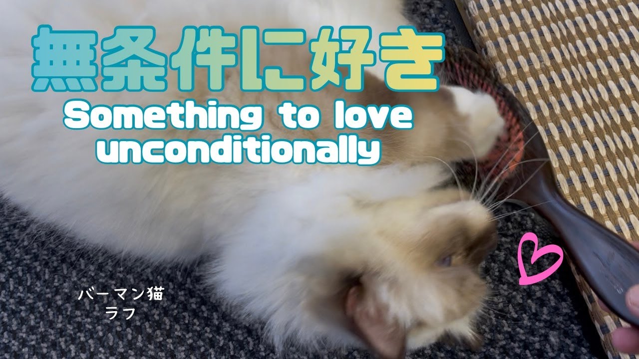 バーマン猫ラフ【無条件に好き】Something to love unconditionally（バーマン猫）Birman/Cat