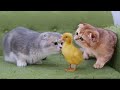 2 匹の子猫がアヒルの子と友達になりたがっている