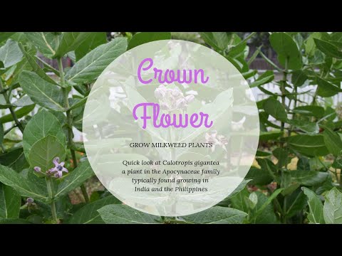 Video: Royal crown flower: planten, groeien en verzorgen