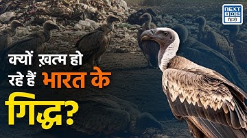 भारत में गिद्धों की संख्या में भारी गिरावट! | WII Report | NEXT IAS HINDI