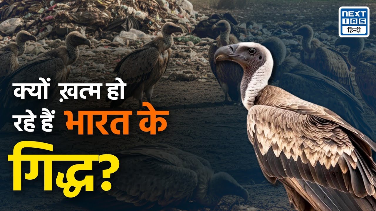 भारत में गिद्धों की संख्या में भारी गिरावट! | WII Report | NEXT IAS HINDI