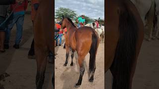 Animal top a venda na feira de cavalo 🐎 em Cachoeirinha PE