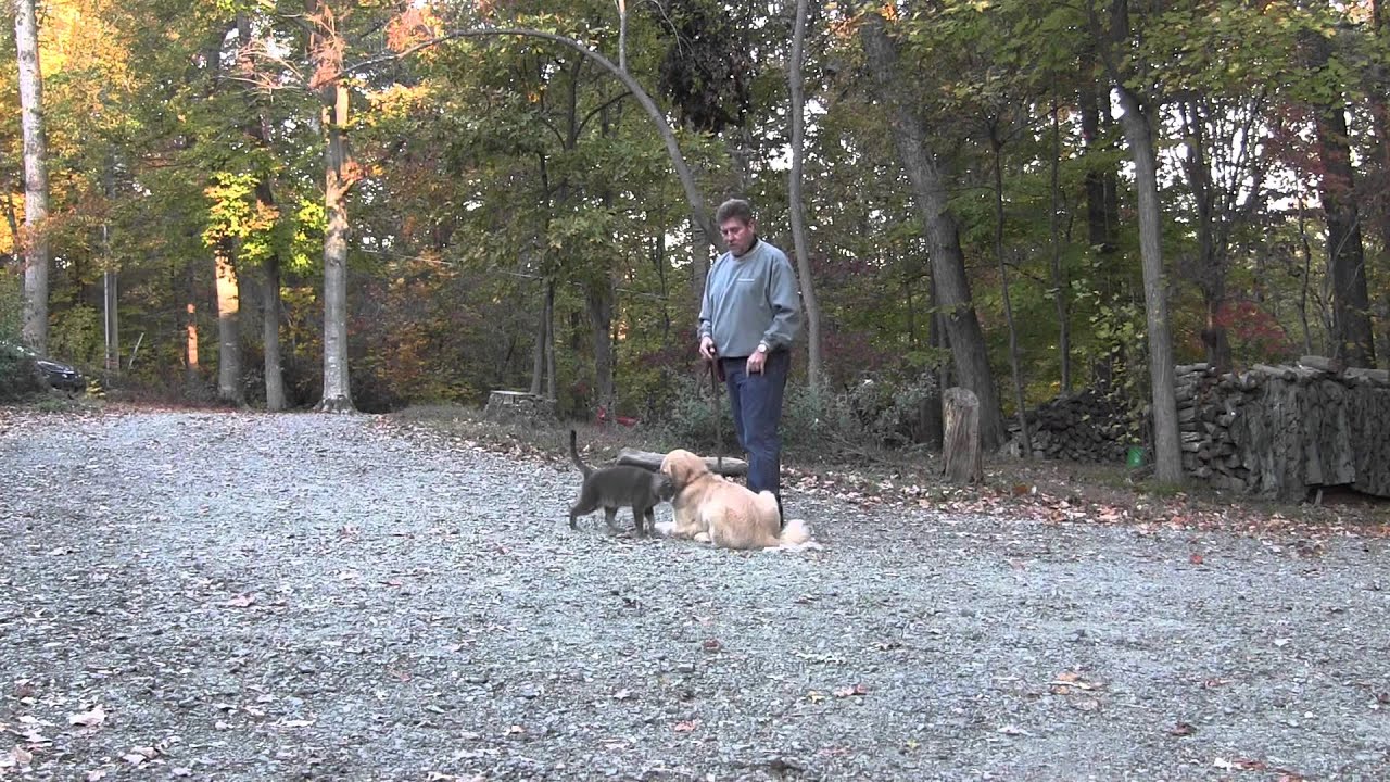 Sidney Dog Training Winston Salem NC YouTube