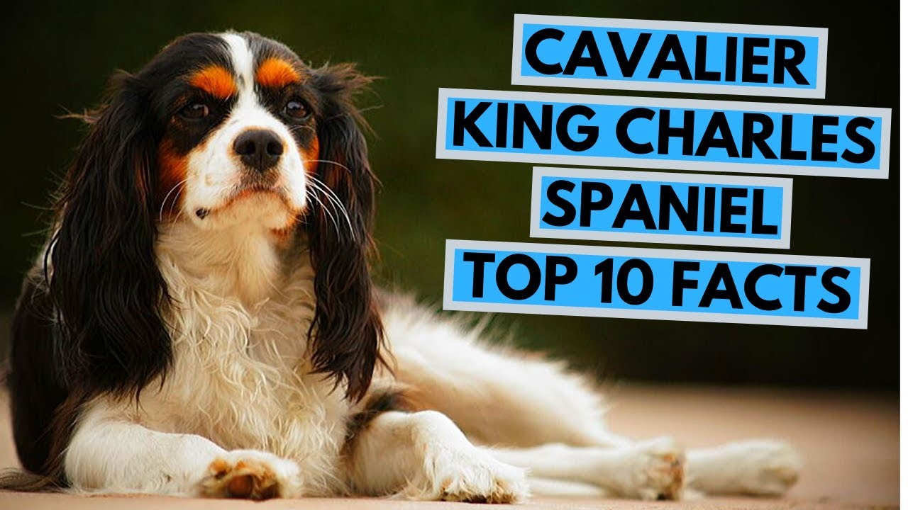 cavalier king charles spaniel intelligence ranking