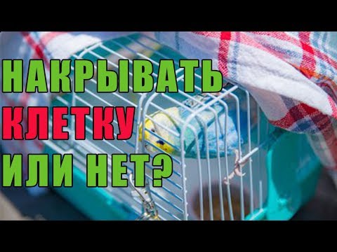 НАКРЫВАТЬ КЛЕТКУ ПОПУГАЯ НА НОЧЬ ИЛИ НЕТ? | ЗАЧЕМ НАКРЫВАТЬ КЛЕТКУ С ПОПУГАЕМ НА НОЧЬ