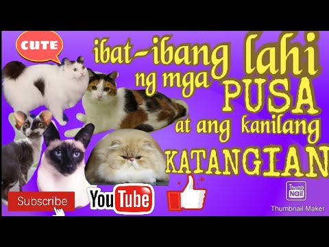 Video: Ang Likas Na Katangian Ng Iba't Ibang Mga Lahi Ng Pusa