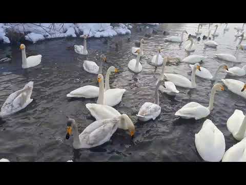 Видео: Лебединое озеро