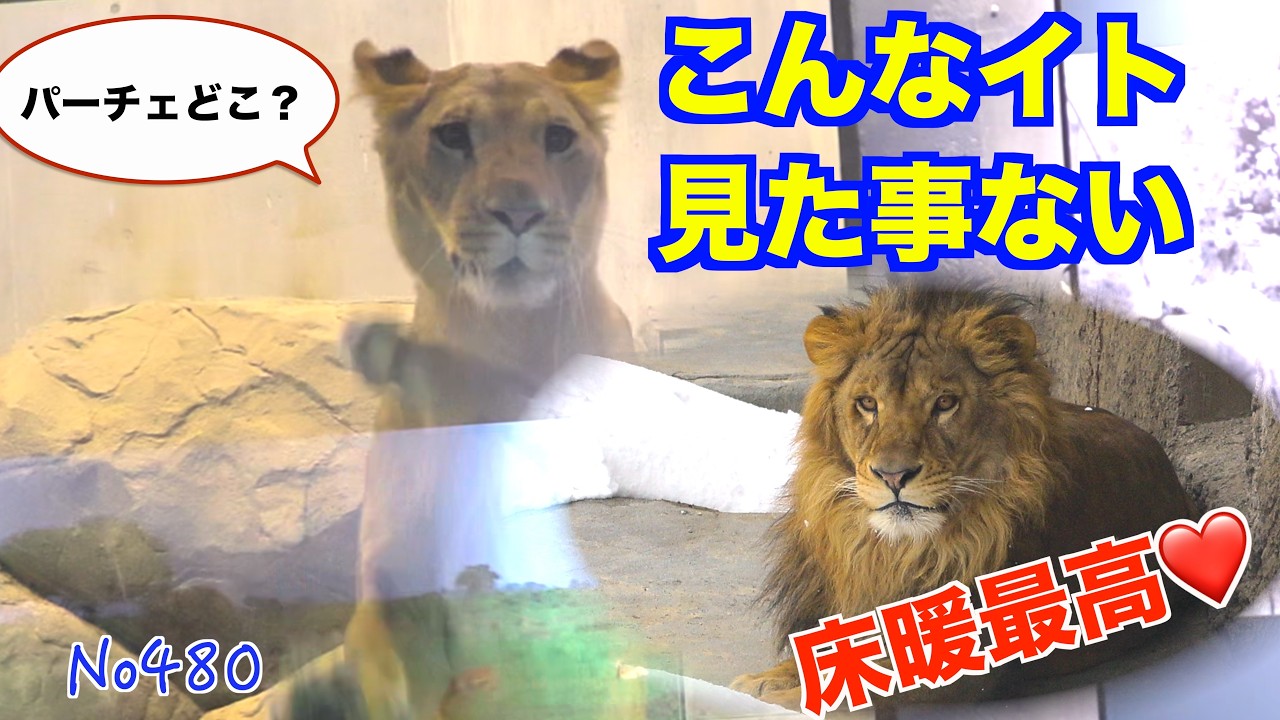 No480 帰ってこないパーチェ…落ち着かないイトは室内を行ったり来たり　円山動物園　#lion #オリトファミリー　#zoo