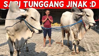 SAPI BARU PENGHUNI KANDANG PUTRA WAGE & DARNO