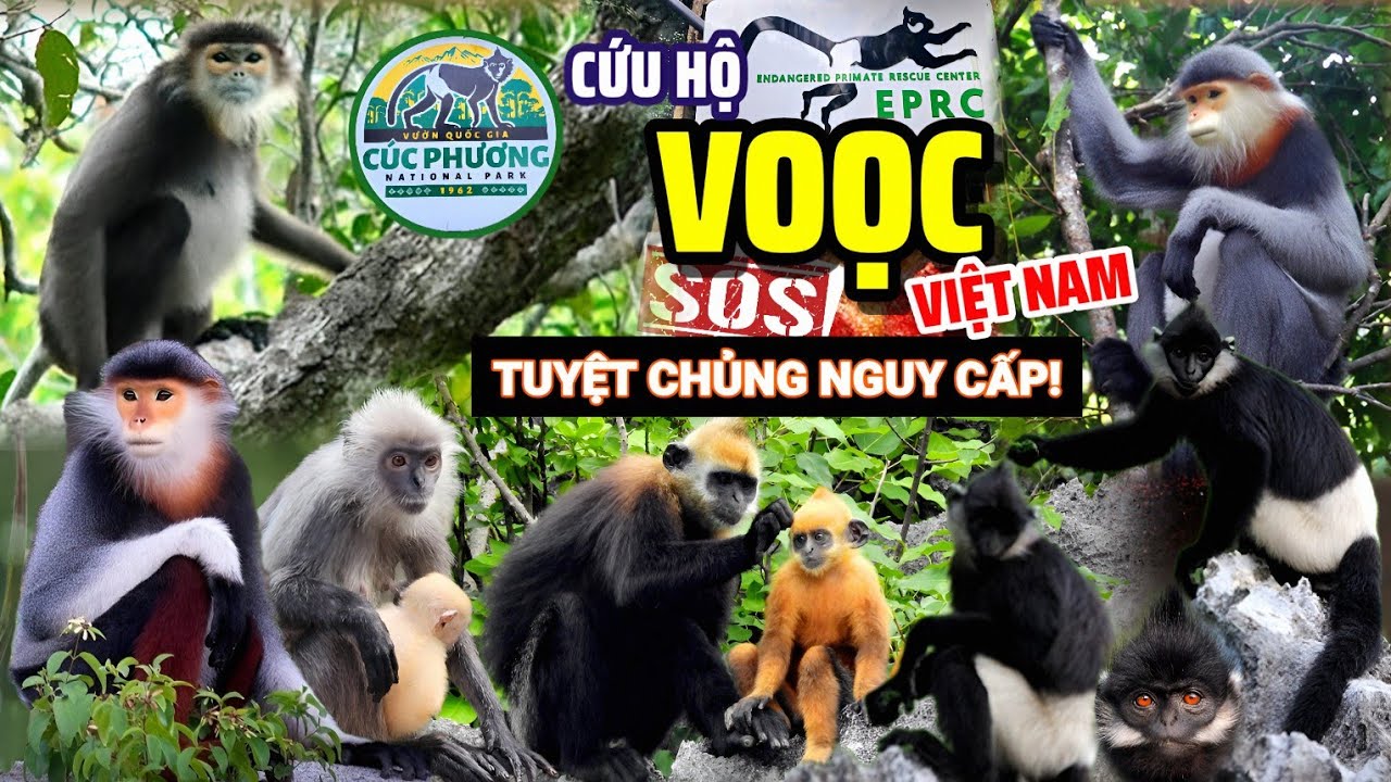 Những loài Voọc quý hiếm của Việt Nam tại Trung tâm cứu hộ Linh Trưởng  - Vườn Quốc gia Cúc Phương