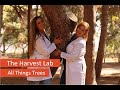 All things treesthe harvest way