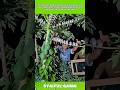Amazing Night Bird Catching Technique on Papaya Tree! #shorts #birds #nature