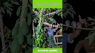Amazing Night Bird Catching Technique on Papaya Tree! #shorts #birds #nature