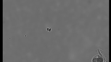 [JuLI Stage Application Video] Mouse embryonic cell monitoring for 72 hours