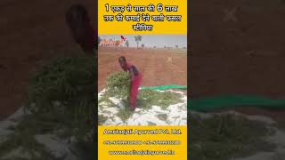 सटवय Stevia क खत 1 एकड स सल क 6 लख तक क कमई Amritanjali Ayurved 9799930900